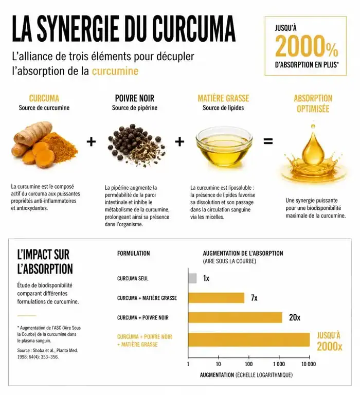 Infographie sur la synergie curcuma, poivre et matière grasse pour une meilleure absorption de la curcumine