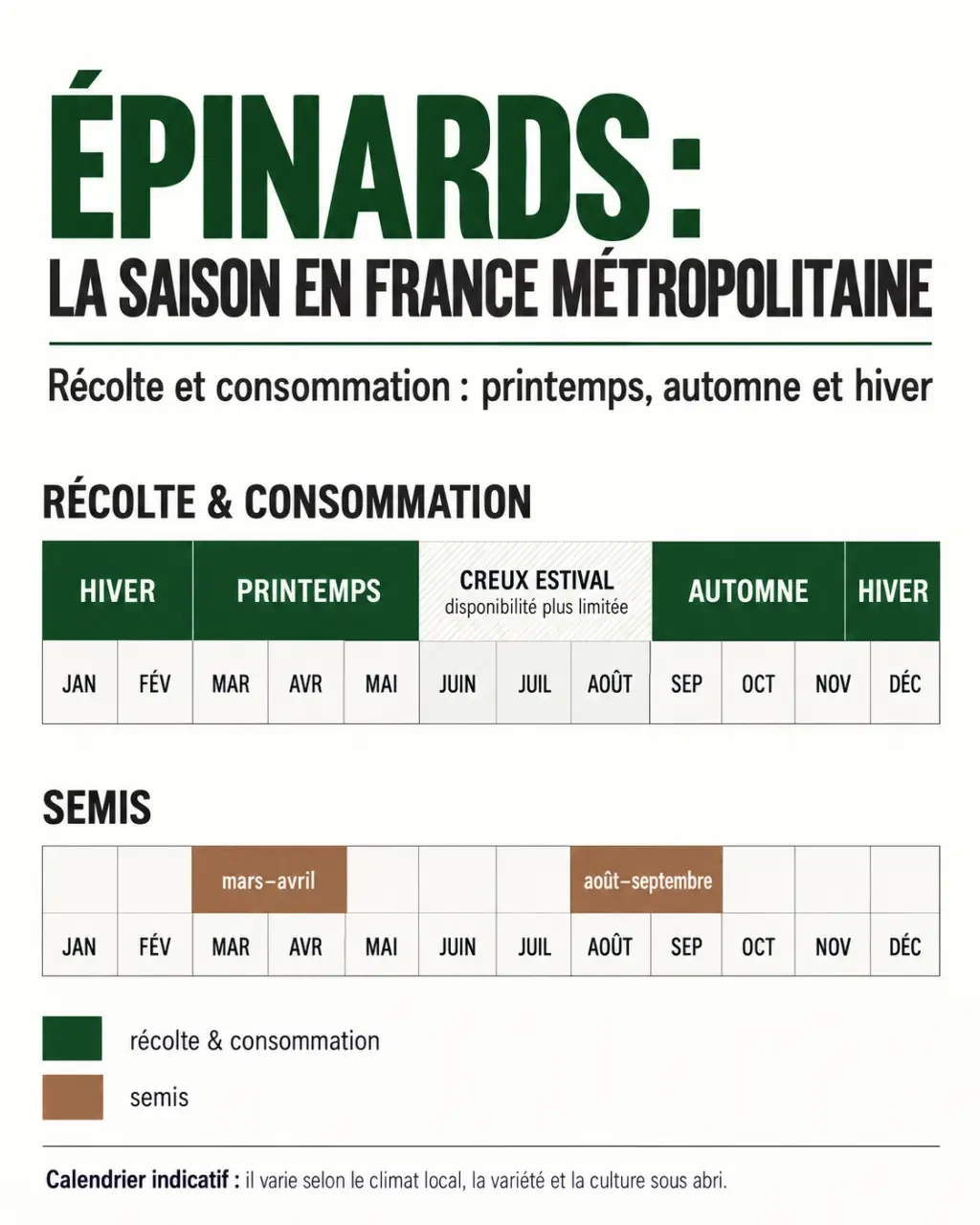Infographie sur la saison des épinards, les mois de récolte et les périodes de semis